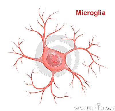 Vector Illustration of microglia. Neuroglia glial cell Stock Photo